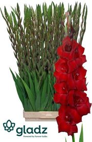 Gladiolus Bordeaux Red