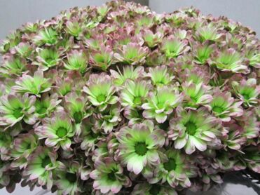 Chrysant Bacardi Hortensia