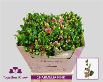 Alstroemeria Charmelia Rose