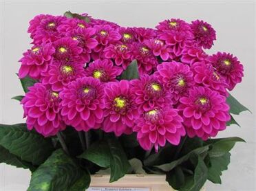 Dahlia Ball Purple Fox