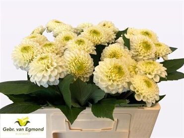 Dahlia Caro