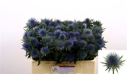 Chardon Magnetar Questar