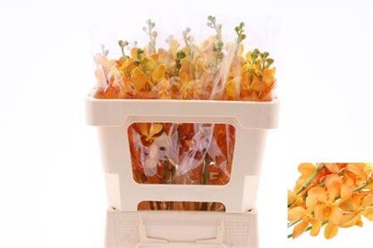 Mok Bright Orange L