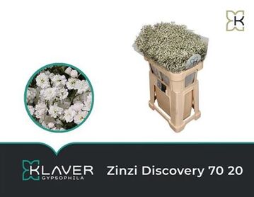 Gyps Pa Zi Discovery 20gr
