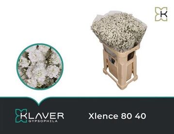 Gyps Xlence 40 Gr