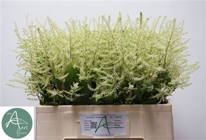 Astilbe Washington