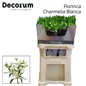 Alstroemeria Charmelia Blanc