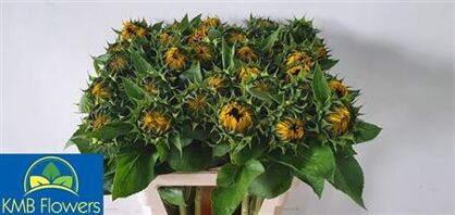 Helianthus Sunrich Orange