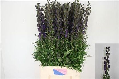 Aconitum Arendsii