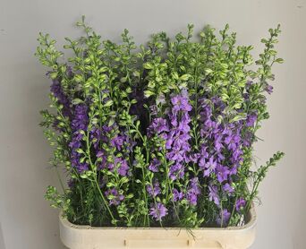 Larkspur Violet Lilac