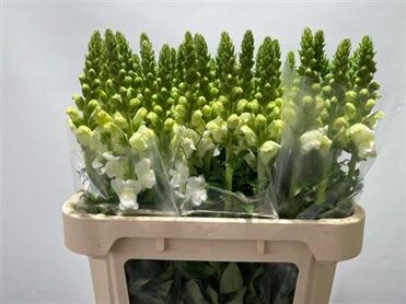 Snapdragon Potomac Ivory White