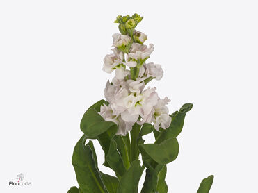 Matthiola Stox Silver