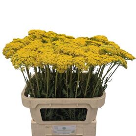 Achillea Park Variety