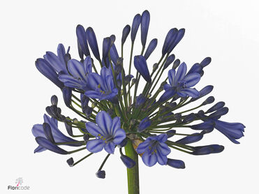 Agapanthus Blue Giant