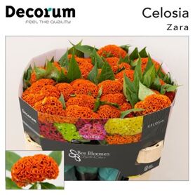 Celosia Act Zara Orange
