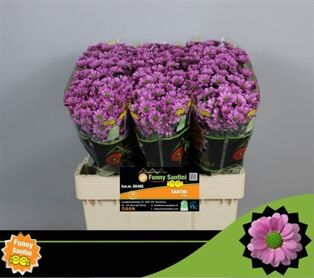 Chrysant Santini Krissi