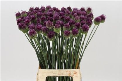 Allium Sphaerocephal
