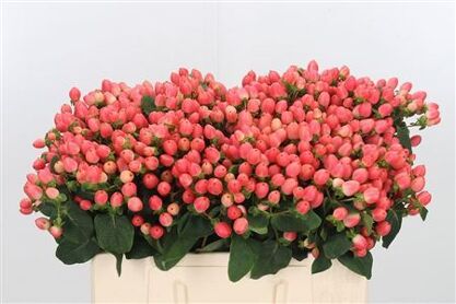 Hypericum Magical Roy Princess