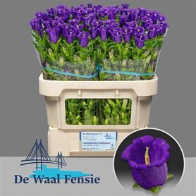 Campanula Champion Blue
