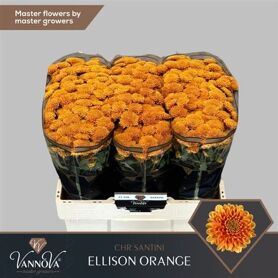 Chrysant Santini Ellison Orange