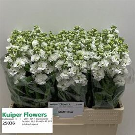 Matthiola Stox White