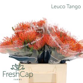 Nutans Tango