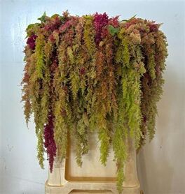 Amaranthus Magic Spider