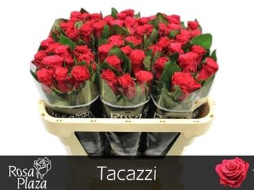 R Gr Tacazzi+