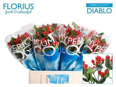 Hypericum Coco Diablo