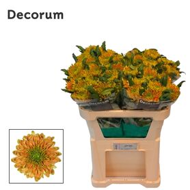 Chrysant Blooms Ross Elizabeth