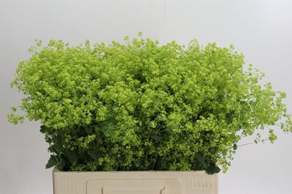 Alchemilla Robustica