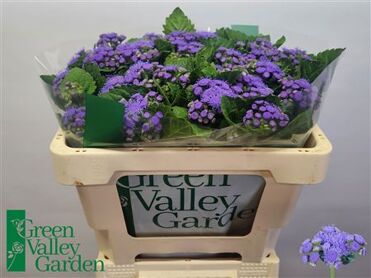 Ageratum Blue Planet