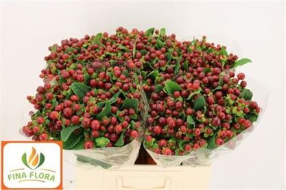 Hypericum Brown