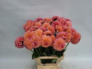 Dahlia Lindas Baby
