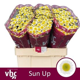 Chrysant Santini Sun Up