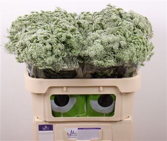 Ammi Visnaga Casablanca