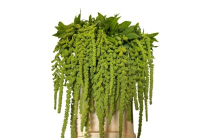 Amaranthus Cycloop