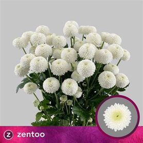 Chrysant Newton