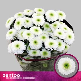Chrysant Daydream