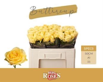 R Gr Buttercup