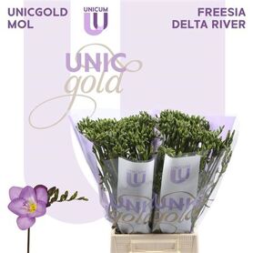 Freesia Single Delta River