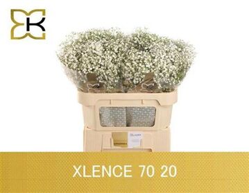 Gyps Pa Xlence