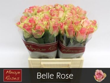 Rosa Belle Rose