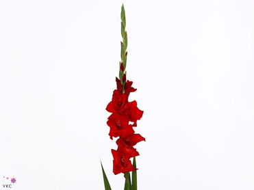 Glad Gr Red Balance