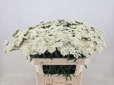 Achillea White Beauty