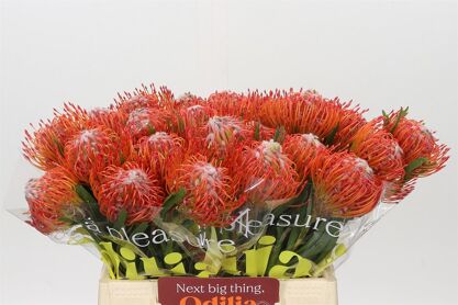 Nutans Tango