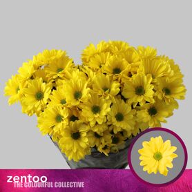 Chrysant Celebrate