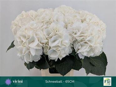 Hydr M Schneeball