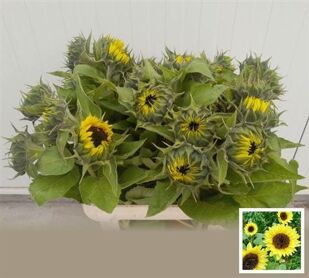 Helianthus Sunrich Limonce