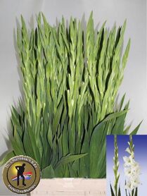 Gladiolus Serena